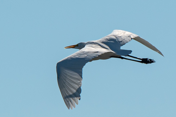White Egret Airboat Ride Roanoke Island NC October 2022