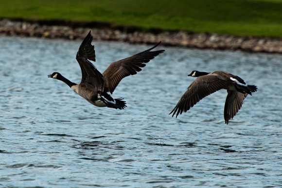 Canada Goose Tellico Lake April 2024