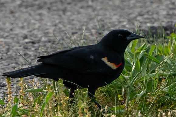 Red-winged Blackbird April 2024
