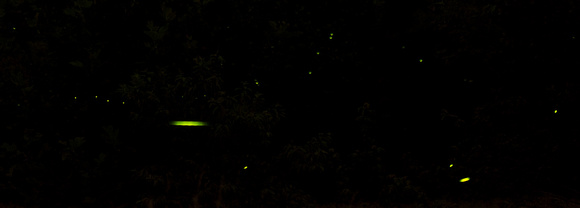 Cades Cove Fireflies GSMNP June 2017