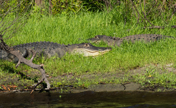 Alligator Myakka River State Park Sarasota FL April 2021