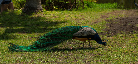Peacock Sarasota Jungle Gardens FL April 2021