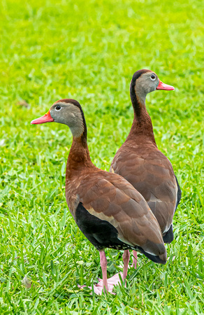 Black-bellied Whistling Duck Parrish FL April 2021