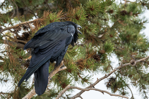 Raven, Yellowstone  National Park WY September 2017
