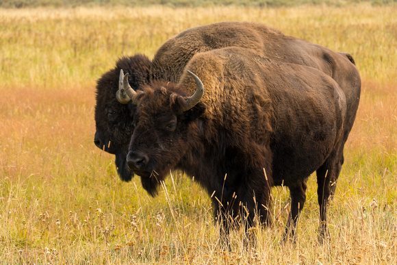 Bison at Yellowstone National Park WY September 2017
