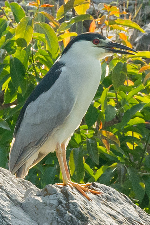 Black-crowned Night Heron, Clinch River TN June 2018